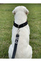 Adjustable Dog Collar with Close-Fit Design for All Breeds, Collar Strap, Black - 5