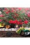3sets Plastic Soil Sieves Gardening Tool Manual Sifting Pans Lightweight Pan Classifier for Sand Gra - 5