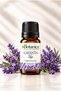 Lavender Essential Oil (Lavandula angustifolia) 100% Pure and Natural 10 ml Lavender Essential Oil