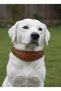 Adjustable Choke-Style Dog Collar for All Breeds—Scottish Rope & Leather Taba - 3