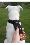 Adjustable Dog Collar with Close-Fit Design for All Breeds, Collar Strap, Black - 3
