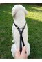 Adjustable Choke-Style Dog Collar for All Breeds—Scottish Rope & Leather Taba