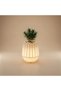 حوض زرع بلوم مضيء LED مقاس صغير - 2