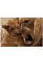 Cakasepetim Lion Father and Son 500 Piece Puzzle Jigsaw Mdf (Wood)