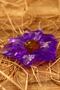 Decorative Gift Jasmine Scented Purple Water Lily Flower Figured Decorative Bath Soap - 100% Natural - 3