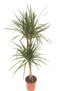 Dracena Marginata 2 Li