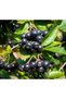 Aronia ( Aronya) Fidanı - 2