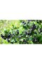 Aronia ( Aronya) Fidanı