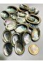 Real Seashell 50 Grams - (Pearlescent - Nacreous) - 2