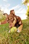 ® Set of 6 Colorful Patterned Tennis Ball Cat Dog Toy - 7