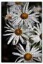 Cakasepetim Giant White Daisies 1000 Piece Puzzle Jigsaw Puzzle Mdf (Wood)
