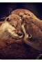 Otter Painting Wooden Poster Decorative