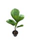 Licuala Cordata