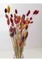 Mixed Colors, Bird's Grass (Phalaris) Dry Flower, Bunch, Average 40-45 cm Height - 2