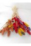 Mixed Colors, Bird's Grass (Phalaris) Dry Flower, Bunch, Average 40-45 cm Height - 3