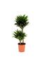 Dracaena Compacta