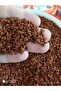 Red Clay Güvercin Kırmızı Kil - 3