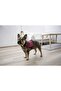 Dog Waist Collar Maestro 2.0 Claret Red 45 - 60 Cm - 3