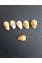 Seashell Natural 1 Pack 20 Pieces