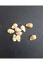 Seashell Natural 1 Pack 20 Pieces - 2