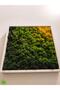Sunshine Collection - Reindeer Moss Tablo - 2