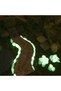 ® Decorative Pebbles Glowing in the Dark at Night