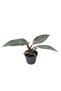 Philodendron 'pink Princess'