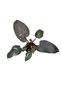Philodendron 'pink Princess' - 2