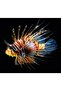 تي شيرت أسود للرجال من Lion Fish - 2