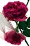 عطر ايف سان لوران مون باريس انتنسمنت او دو بارفيوم انتنس 90مل - 4