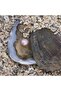 Real Pearl Necklace in Oyster Souvenirs for Gift - 3