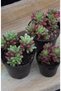 Sedum Rubrotinctum Aurora Sukulent - 3