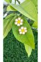 Miyuki Bead Handmade Daisy Earrings