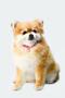 Pink Knitted Charm Pendant Dog-Cat Necklace - 3