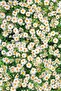 Washable Stain Resistant Stain Resistant Thai Feather Velvet Fabric Daisy Patterned Tablecloth Mso318 - 2