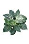 Philodendron 'birkin' - 2