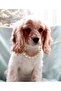 Evcil Hayvan Köpek Kolyesi Inci - 2