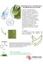 Aloevera and Niacinamide Serum 30 Ml + Turmeric Clay Mask 100 Ml - 2