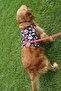 Anti-Escape Dog Chest Collar Set Small Breed and Large Breed Dog Walking Collar - 2