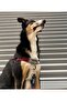 Drago Easy Walk طوق سحب أمامي - 3