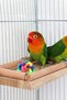 Bird Perch Stand Toy, Bird Food Holder, Natural Wood Bird Cage Accessories, Parrot, Rat - 2
