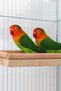 Bird Perch Stand Toy, Bird Food Holder, Natural Wood Bird Cage Accessories, Parrot, Rat