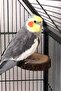 Natural 3 Pieces Circular Bird Cage Platform, Natural Round Wooden Stand Platform Budgie - 3