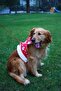 Anti-Escape Dog Chest Collar Set Small Breed and Large Breed Dog Walking Collar Pp-x1001 - 2