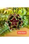 Red Garnet - Obsidian - Star Life Tree Orgonite Necklace (Handmade Design Products) - 6