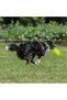 Both Educational and Fun Round Light Weighted Dog Frisbee Toy - 2
