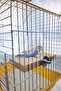 Set Parrot Budgie Stand Rectangular Cage Rack