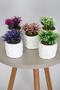 Artificial Agrimonia Plant in Mini Concrete Pot Set of 5