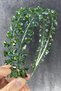 2026 Bridal Accessory Green Color Crystal Stone Handmade Maria Model Henna and Bridal Crown – Crown – Crown