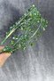 2026 Bridal Accessory Green Color Crystal Stone Handmade Maria Model Henna and Bridal Crown – Crown – Crown - 6